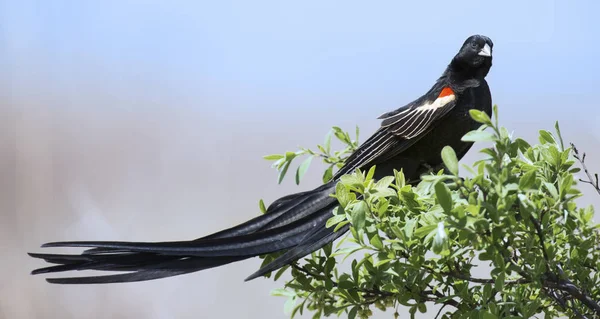 Ekran f sonra dinlenmek için bir fırça oturan uzun kuyruklu Widowbird — Stok fotoğraf