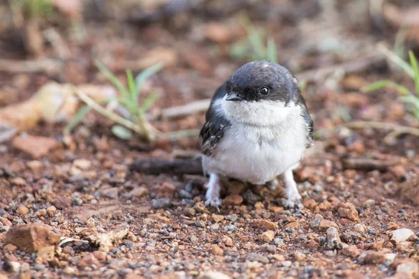 Très jeune Hirondelle rustique assise sur le sol apprenant à voler — Photo