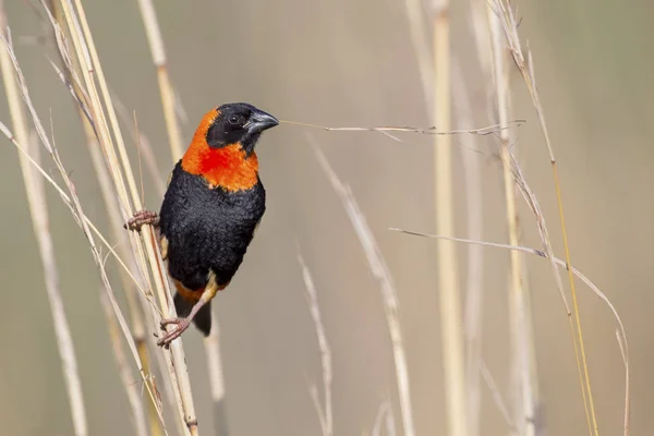 Close-up of Red bishop sitting on brown grass — Stock Photo, Image