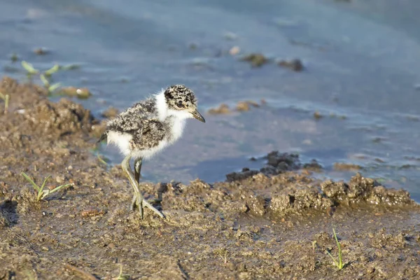 Pluvier forgeron bébé marchant le long du bord de l'eau — Photo