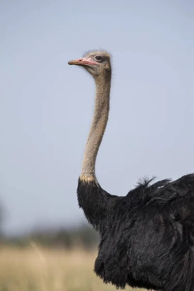 Ostrich close-up with blue sky in the background — Stock Photo, Image