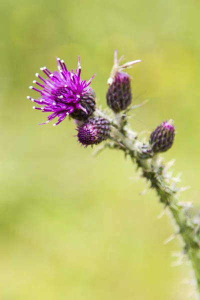 Yakın çekim bir Thistle çiçek, İskoçya Ulusal çiçeği — Stok fotoğraf