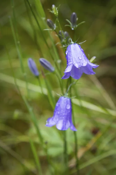 Närbild av en blå klocka i blom, en populär blomma av Skottland — Stockfoto