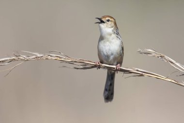 Küçük kahverengi cisticola oturma ve bir ot kök üzerinde şarkı