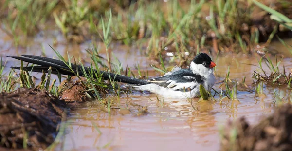 Pin-tailed Ouidah wassen in een pool van bruin water — Stockfoto