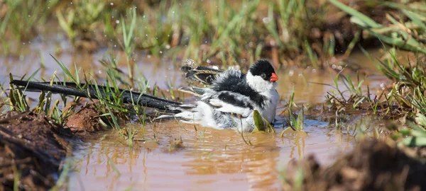 Pin-tailed Whydah washing in a pool of brown water — Stock Photo, Image
