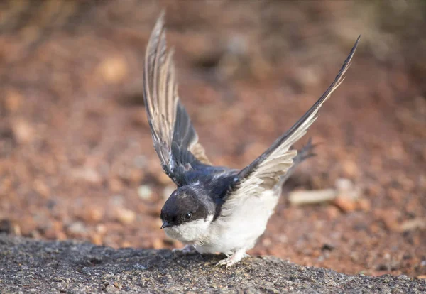 Very young Barn Swallow sitting on the ground learning to fly — Stock Photo, Image