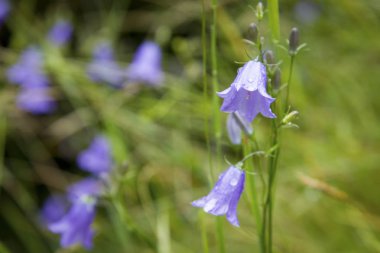 Bloom, İskoçya'nın popüler bir çiçek Blue Bell'de Close-Up