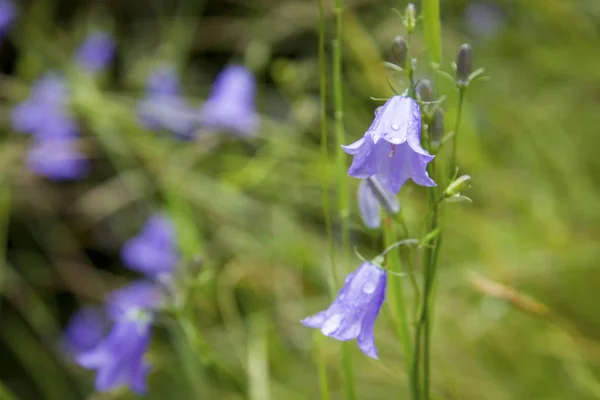 Närbild av en blå klocka i blom, en populär blomma av Skottland — Stockfoto