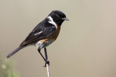 Ortak taş sohbet bir dal güzel yumuşak kahverengi zemin üzerine oturmak