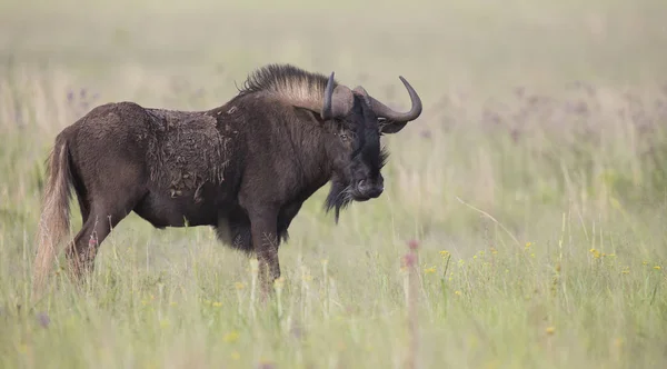 Preto wildebeest masculino de pé no aberto grama planície — Fotografia de Stock
