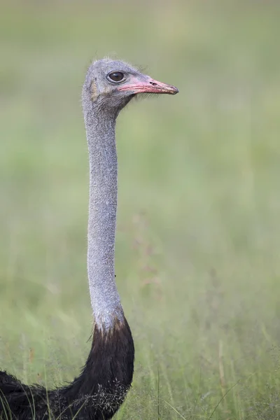 Ostrich close-up with green in the background — Stock Photo, Image