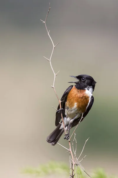 Common stone chat sit on a twig on lovely soft brown background — Stock Photo, Image