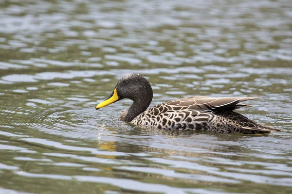 Yellow billed duck on a pond of blue water — Stock Photo, Image