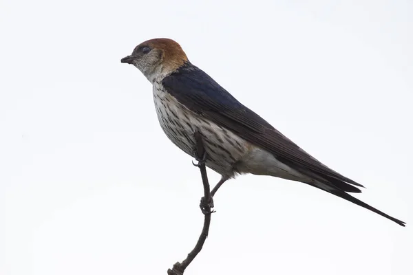 Greater Striped Swallow sit on perch in and wait — Stock Photo, Image