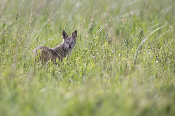 Černý couval Šakal chůze na zelené trávě, jídlo — Stock fotografie