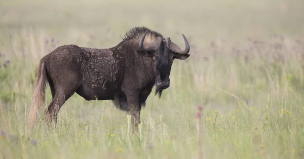 Preto wildebeest masculino de pé no aberto grama planície — Fotografia de Stock