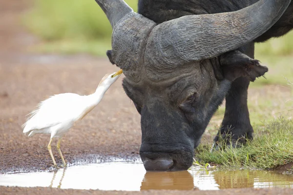 Cape buffalo s menší bílá volavka hledá hmyz — Stock fotografie