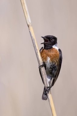 Ortak taş sohbet bir dal güzel yumuşak kahverengi zemin üzerine oturmak