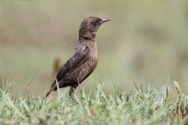Sabah güneşin çimlerin üzerine oturmuş sohbet yeme karınca