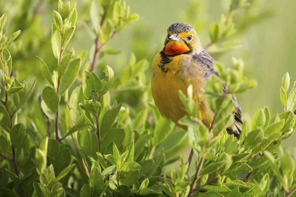 Orange throated Cape Long-claw walking in green grass (Macronyx — Stock Photo, Image