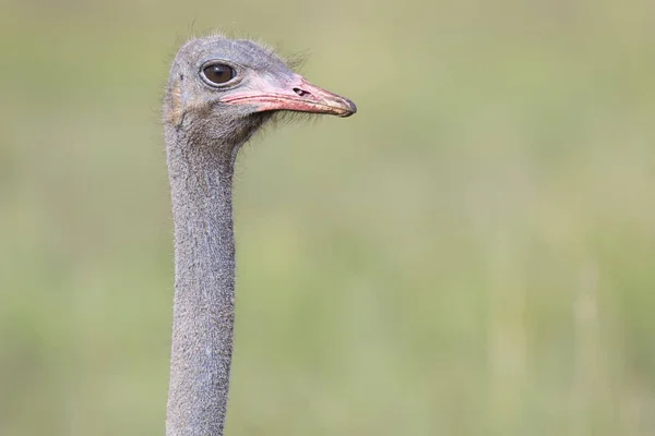 Ostrich крупним планом з зеленим на задньому плані — стокове фото