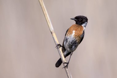 Ortak taş sohbet bir dal güzel yumuşak kahverengi zemin üzerine oturmak