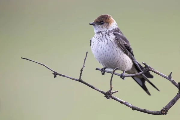 Juvenile Greater Striped Swallow sentarse en la percha y esperar — Foto de Stock