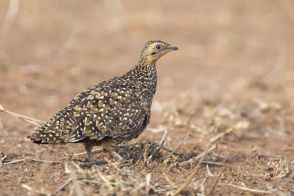 Burchell 's sandgrouse female walking in a desert looking for foo —  Fotos de Stock