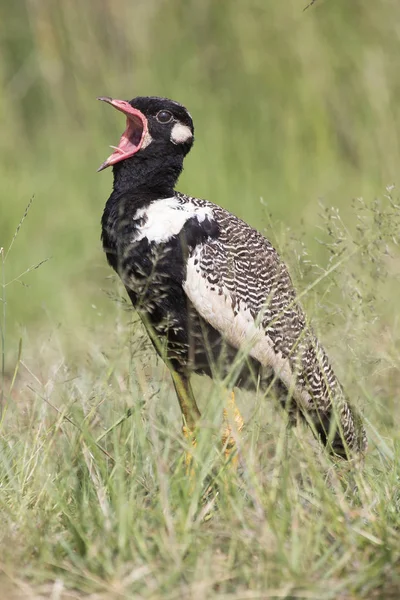 Northern Black Korhaan walking along grass in bright sunshine — Stock Photo, Image