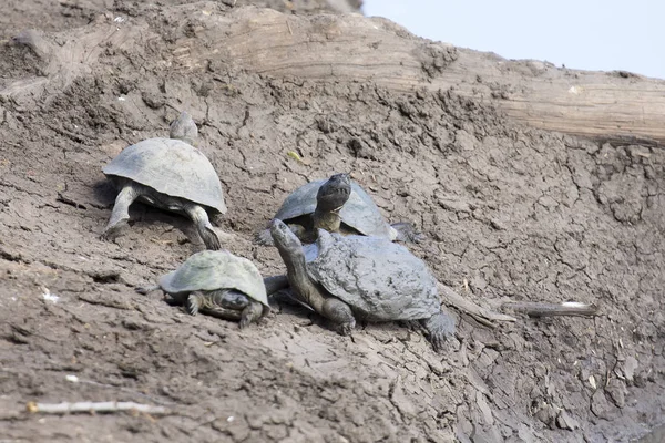 Grupo de tortugas acuáticas descansando en la orilla de un río seco — Foto de Stock