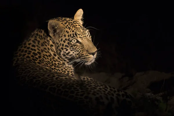 Portret Leopard ustanowić w ciemności do odpoczynku — Zdjęcie stockowe