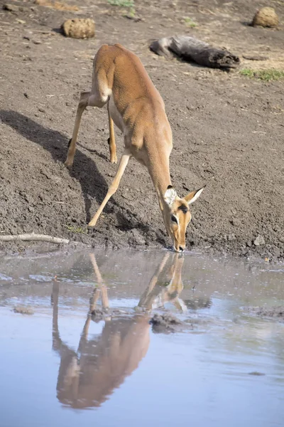 Impala hembra bebiendo agua en un estanque al final de la tarde — Foto de Stock