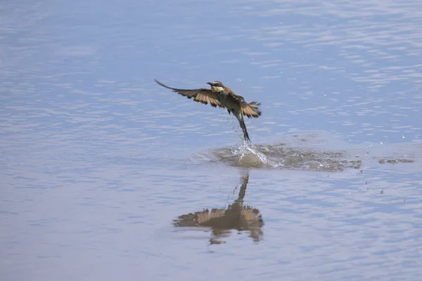 European Bee Eater catching insects on the surface of a pond — Stock Photo, Image