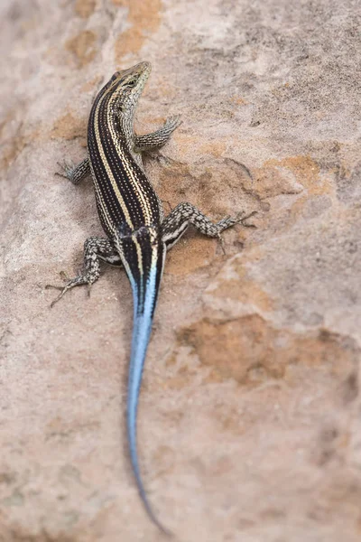 Lizard with a long blue tail resting on brown rock — Stock Photo, Image