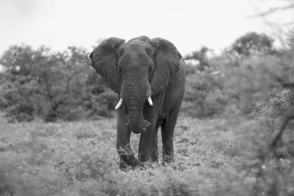 Big elephant approaching along a road tusks trunk — Stock Photo, Image
