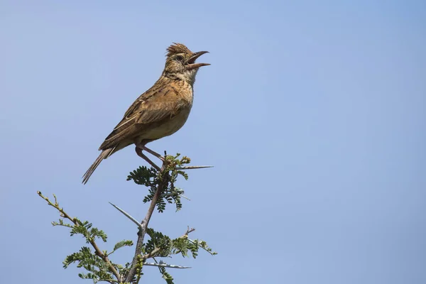 Rödbrun-naped Lärka sitta på gren och samtal att hävda sitt revir — Stockfoto