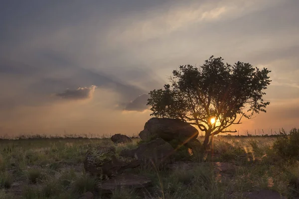 Landscape of a tree on a hill with rocks and clouds at sunset — Stock Photo, Image