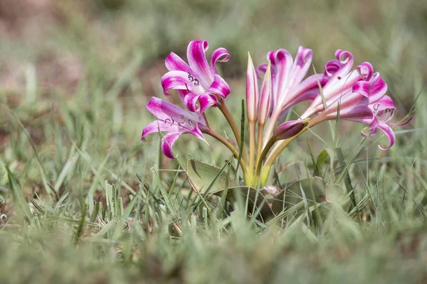 Grote roze bloem close-up in de vroege ochtendzon — Stockfoto