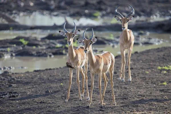 Trzy barany Impala spaceru od waterhole — Zdjęcie stockowe