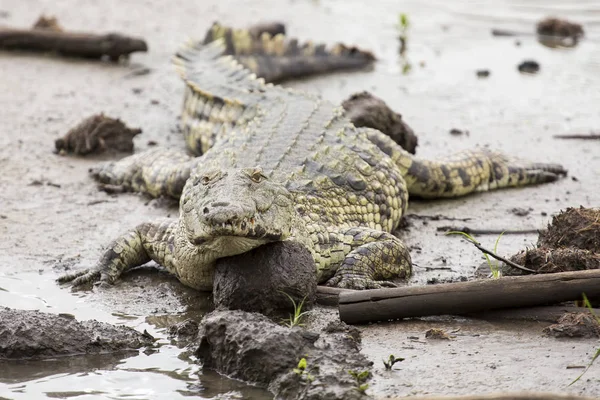Un gran cocodrilo gordo descansando sobre el barro en un estanque —  Fotos de Stock