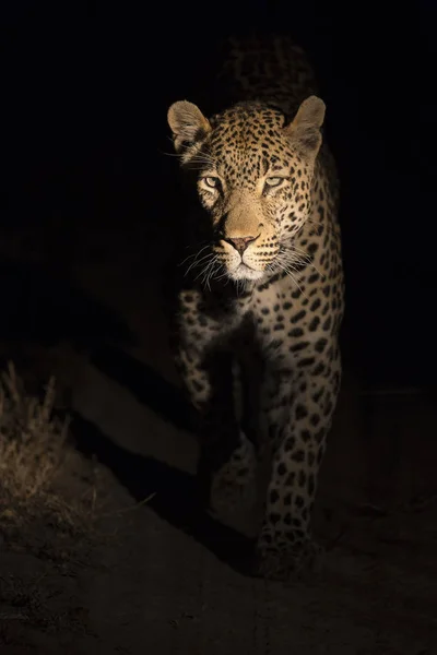 Portrait of leopard walking in the darkness hunting — Stock Photo, Image