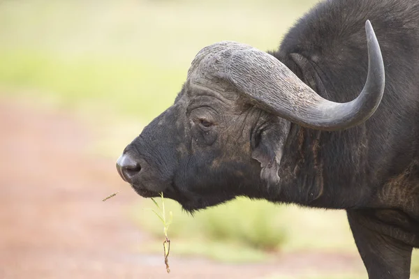 Primer plano de una cabeza de búfalo caminando en el arbusto africano — Foto de Stock