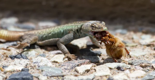 Férfi Platysaurusra gyík eszik egy barna szőrös rovar. — Stock Fotó