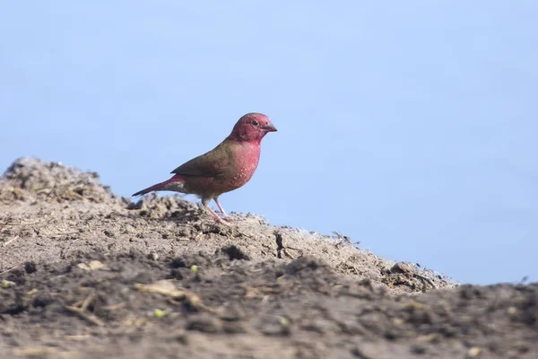 En vacker röd faktureras eld finch kommer att dricka vatten på waterho — Stockfoto