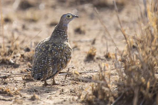 Burchell's sandgrouse male walking in a desert looking for food — Stock Photo, Image