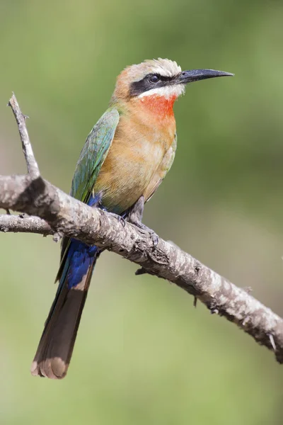 White fronted bee eater sitting on branch to hunt for insects — Stock Photo, Image