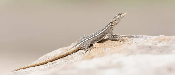 Female Platysaurus lizard on a rock in Mapungubwe, South Africa. — Stock Photo, Image