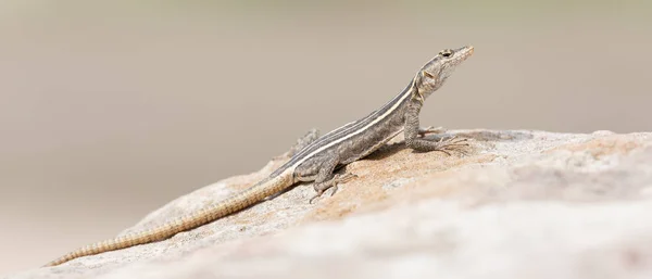 Lagartija Platysaurus sobre una roca en Mapungubwe, Sudáfrica . —  Fotos de Stock