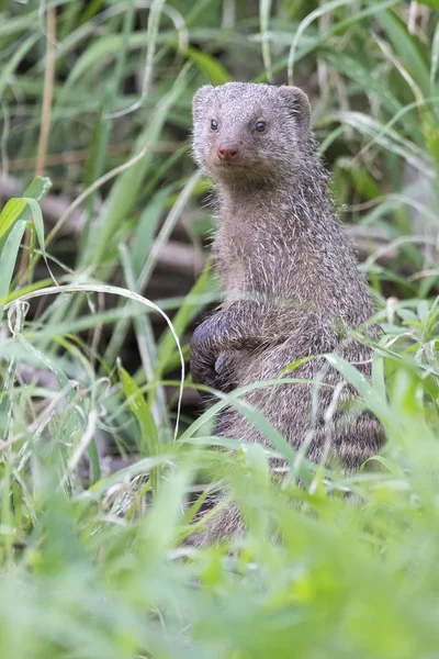 Banded mongoose este o priveliște în iarbă verde lung — Fotografie, imagine de stoc